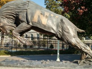Navy goat